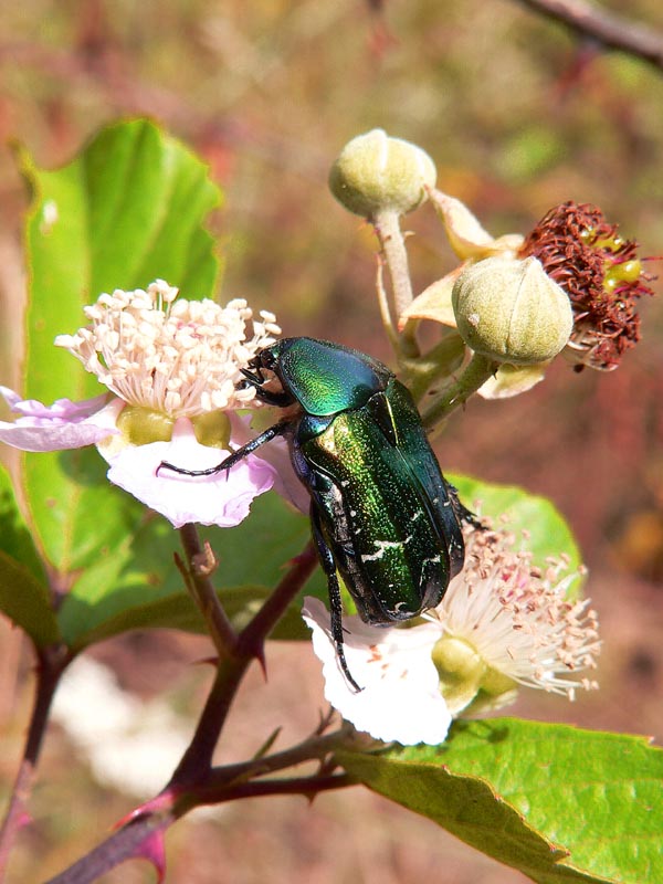 Cetonia aurata pisana